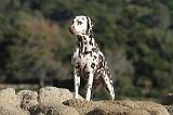 DALMATIEN 160